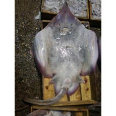 국내산 참홍어 암치(8kg대)